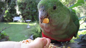 Bird eating from a person's hand