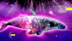 Cosmic whale